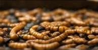 Mealworm Project — representative imagery