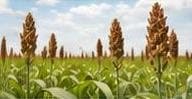 Sorghum for Food & Energy — representative imagery
